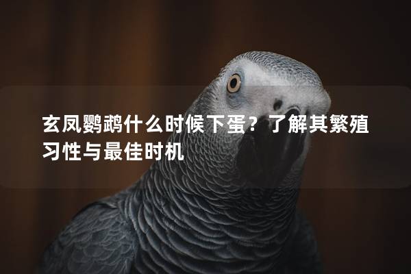 玄凤鹦鹉什么时候下蛋？了解其繁殖习性与最佳时机