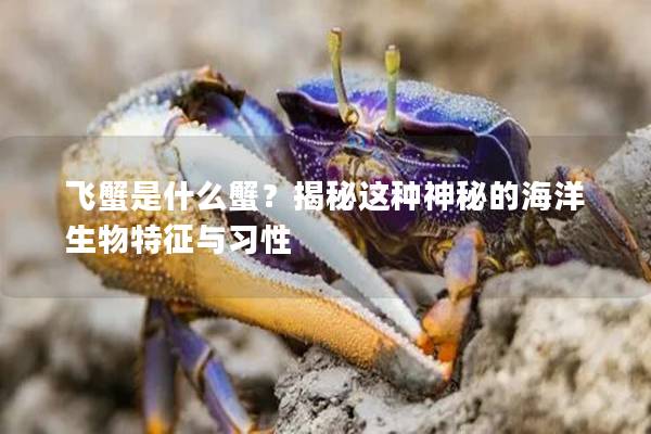 飞蟹是什么蟹？揭秘这种神秘的海洋生物特征与习性