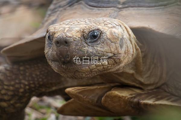 龟白眼病