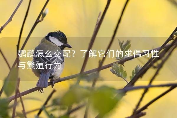 鹦鹉怎么交配？了解它们的求偶习性与繁殖行为