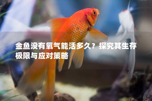 金鱼没有氧气能活多久？探究其生存极限与应对策略