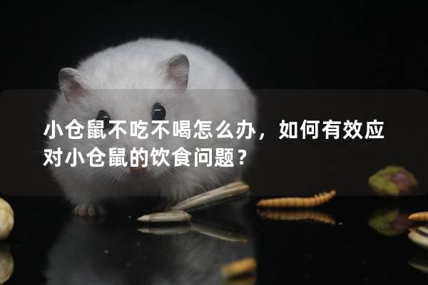 小仓鼠不吃不喝怎么办，如何有效应对小仓鼠的饮食问题？