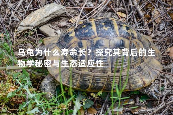 乌龟为什么寿命长？探究其背后的生物学秘密与生态适应性