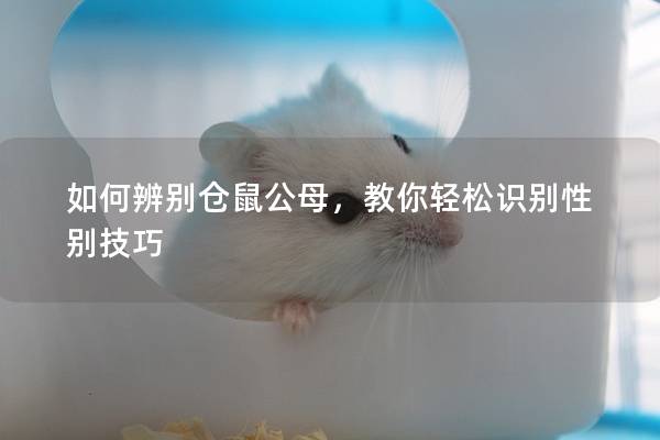 如何辨别仓鼠公母，教你轻松识别性别技巧