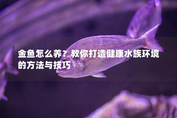 金鱼怎么养？教你打造健康水族环境的方法与技巧