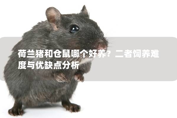 荷兰猪和仓鼠哪个好养？二者饲养难度与优缺点分析