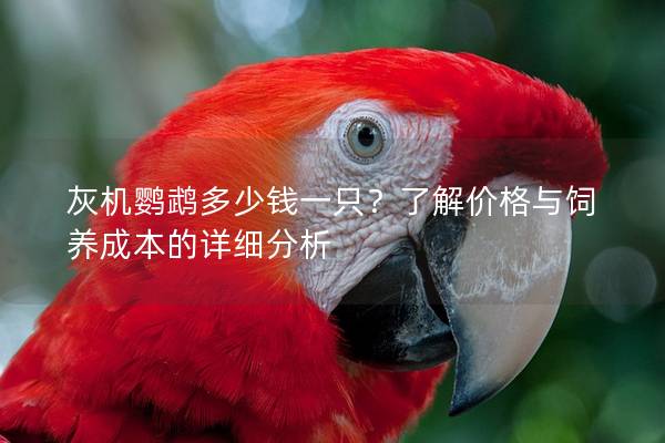 灰机鹦鹉多少钱一只？了解价格与饲养成本的详细分析