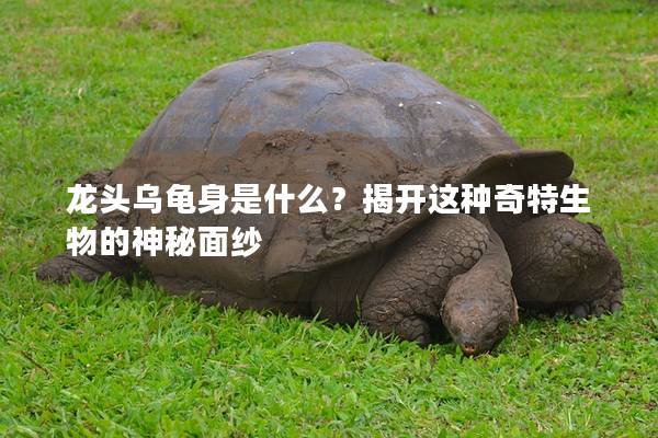 龙头乌龟身是什么？揭开这种奇特生物的神秘面纱