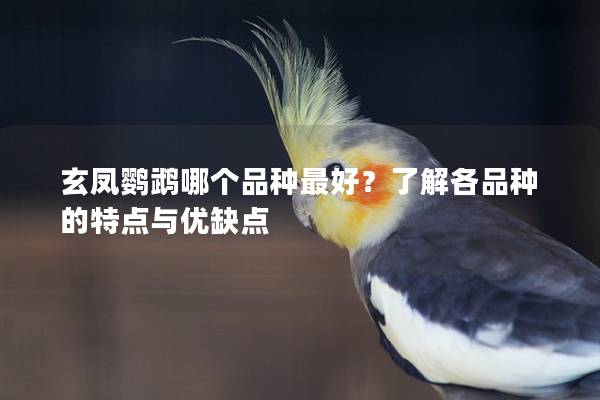 玄凤鹦鹉哪个品种最好？了解各品种的特点与优缺点