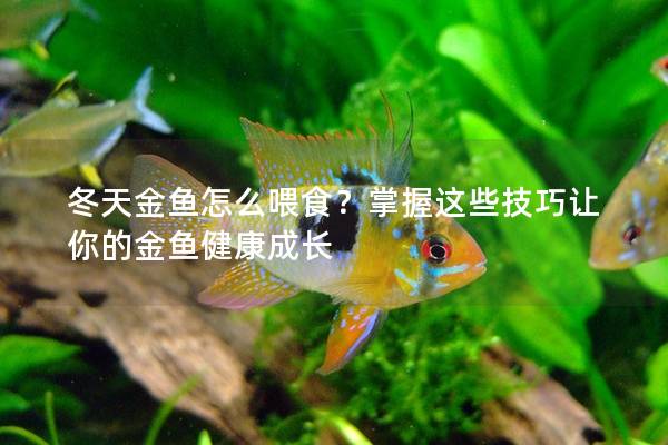 冬天金鱼怎么喂食？掌握这些技巧让你的金鱼健康成长