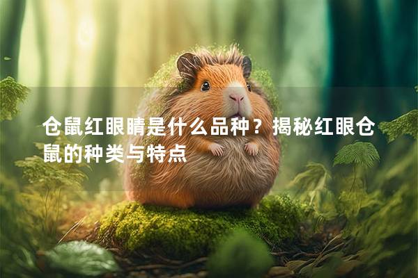 仓鼠红眼睛是什么品种？揭秘红眼仓鼠的种类与特点