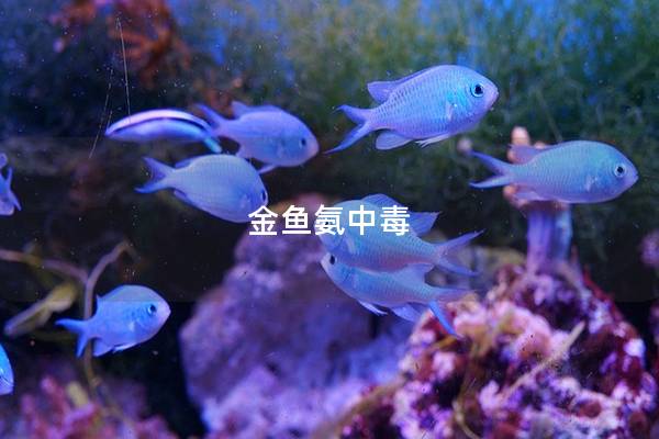 金鱼氨中毒