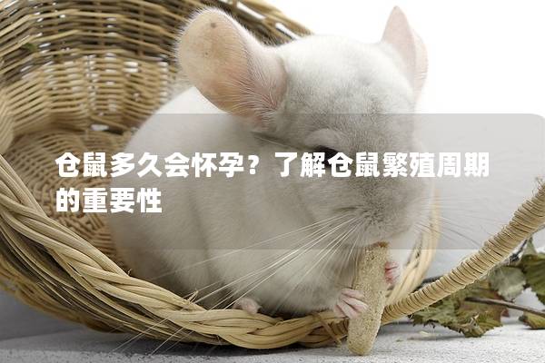 仓鼠多久会怀孕？了解仓鼠繁殖周期的重要性