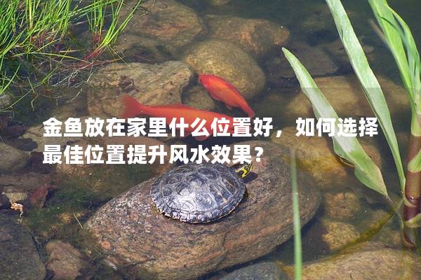 金鱼放在家里什么位置好，如何选择最佳位置提升风水效果？