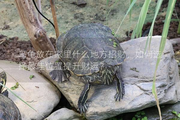 乌龟放在家里什么地方招财，如何选择最佳位置提升财运？