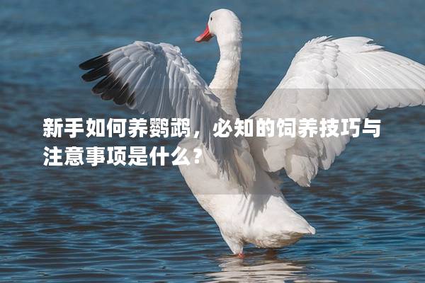 新手如何养鹦鹉，必知的饲养技巧与注意事项是什么？