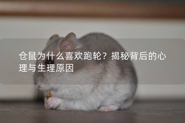 仓鼠为什么喜欢跑轮？揭秘背后的心理与生理原因