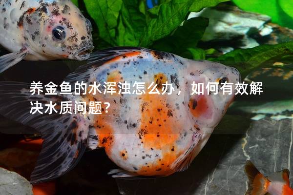 养金鱼的水浑浊怎么办，如何有效解决水质问题？