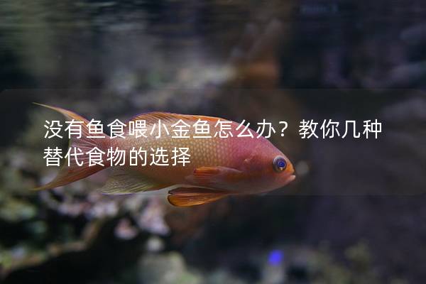 没有鱼食喂小金鱼怎么办？教你几种替代食物的选择