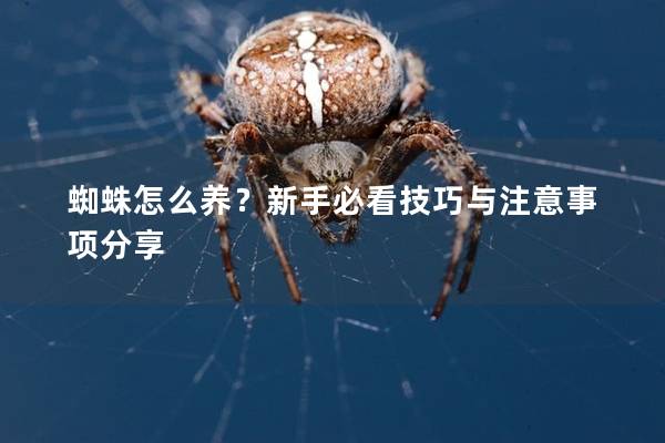 蜘蛛怎么养？新手必看技巧与注意事项分享