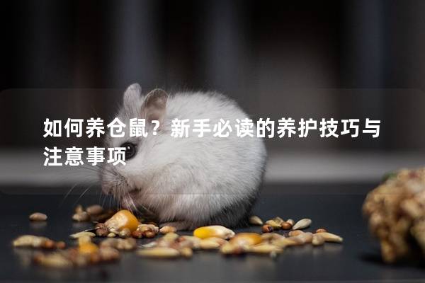 如何养仓鼠？新手必读的养护技巧与注意事项