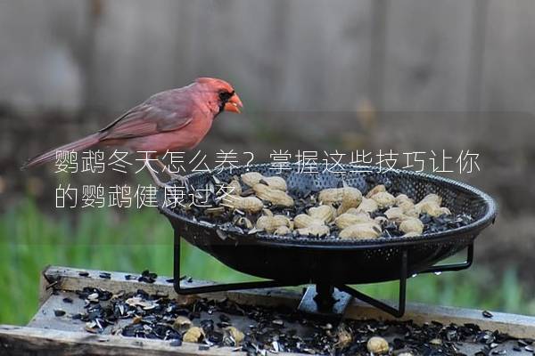 鹦鹉冬天怎么养？掌握这些技巧让你的鹦鹉健康过冬