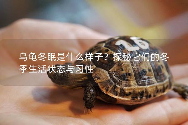 乌龟冬眠是什么样子？探秘它们的冬季生活状态与习性