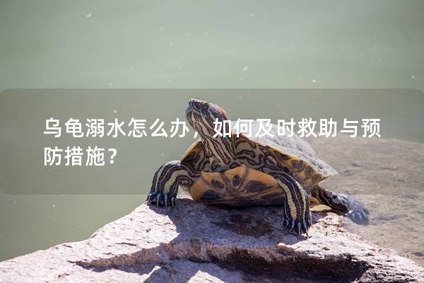 乌龟溺水怎么办，如何及时救助与预防措施？