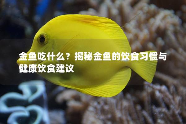 金鱼吃什么？揭秘金鱼的饮食习惯与健康饮食建议