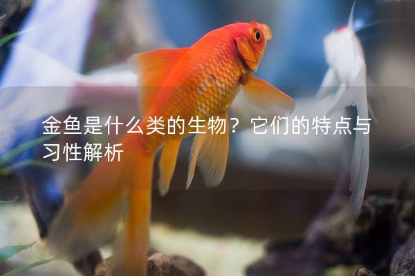 金鱼是什么类的生物？它们的特点与习性解析