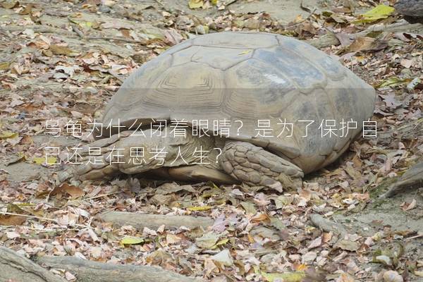 乌龟为什么闭着眼睛？是为了保护自己还是在思考人生？