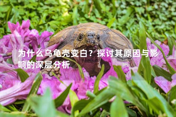 为什么乌龟壳变白？探讨其原因与影响的深层分析