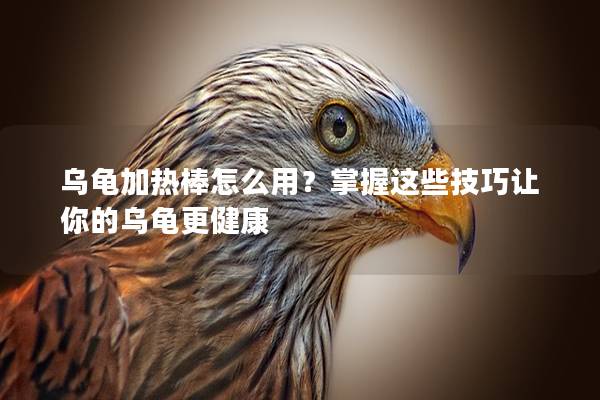 乌龟加热棒怎么用？掌握这些技巧让你的乌龟更健康