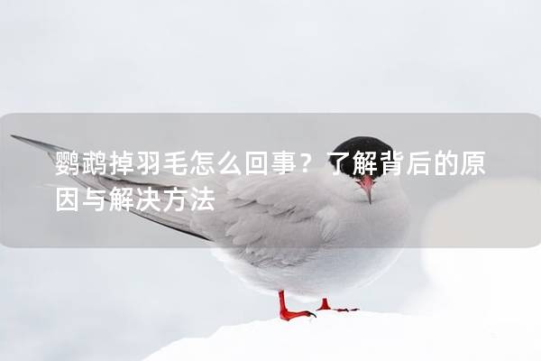 鹦鹉掉羽毛怎么回事？了解背后的原因与解决方法