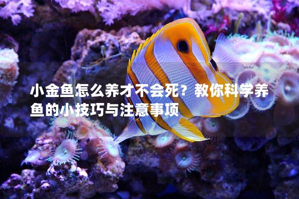 小金鱼怎么养才不会死？教你科学养鱼的小技巧与注意事项