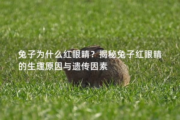 兔子为什么红眼睛？揭秘兔子红眼睛的生理原因与遗传因素