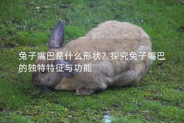 兔子嘴巴是什么形状？探究兔子嘴巴的独特特征与功能