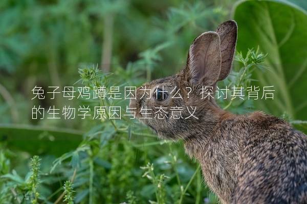 兔子母鸡蹲是因为什么？探讨其背后的生物学原因与生态意义