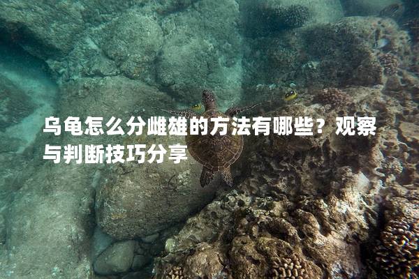 乌龟怎么分雌雄的方法有哪些？观察与判断技巧分享