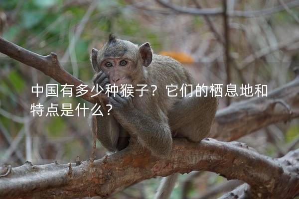 中国有多少种猴子？它们的栖息地和特点是什么？