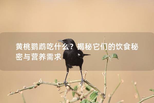 黄桃鹦鹉吃什么？揭秘它们的饮食秘密与营养需求