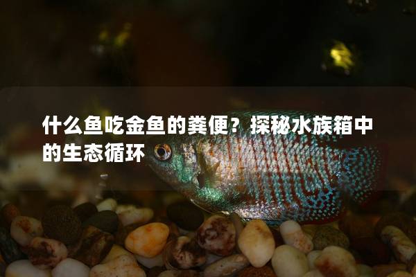 什么鱼吃金鱼的粪便？探秘水族箱中的生态循环