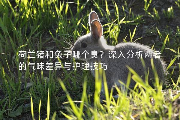 荷兰猪和兔子哪个臭？深入分析两者的气味差异与护理技巧