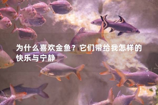 为什么喜欢金鱼？它们带给我怎样的快乐与宁静