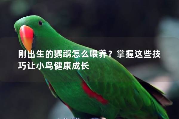 刚出生的鹦鹉怎么喂养？掌握这些技巧让小鸟健康成长