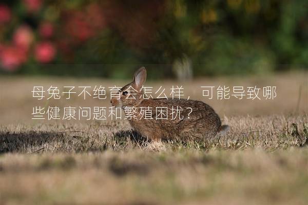 母兔子不绝育会怎么样，可能导致哪些健康问题和繁殖困扰？