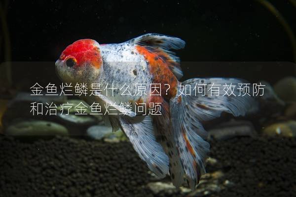 金鱼烂鳞是什么原因？如何有效预防和治疗金鱼烂鳞问题