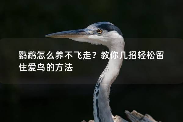 鹦鹉怎么养不飞走？教你几招轻松留住爱鸟的方法