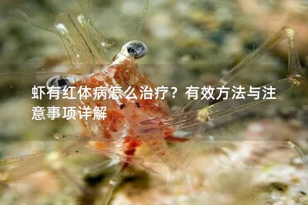 虾有红体病怎么治疗？有效方法与注意事项详解