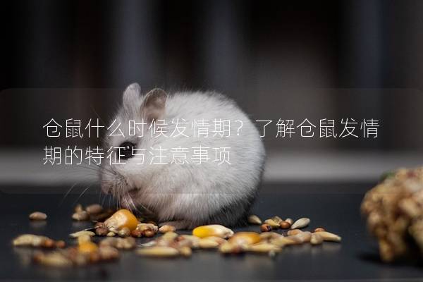 仓鼠什么时候发情期？了解仓鼠发情期的特征与注意事项